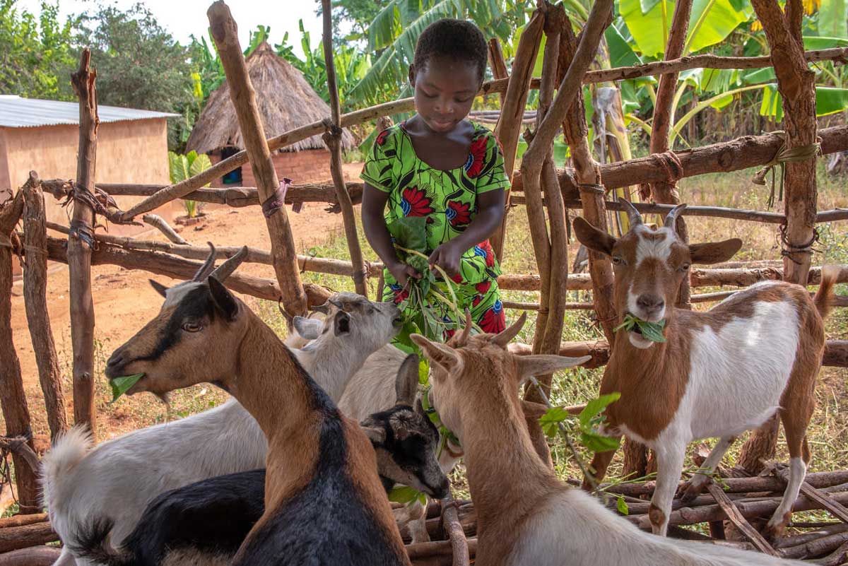 En Zambie, une fille en âge d’aller à l’école nourrit les chèvres de la famille.